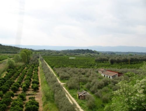 piana_di_gioia_tauro_-_agrumeti_vicino_rosarno-1024x816-1-696x555