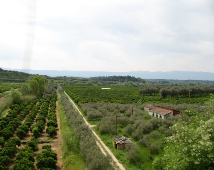 piana_di_gioia_tauro_-_agrumeti_vicino_rosarno-1024x816-1-696x555